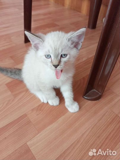 Дымчатый котенок