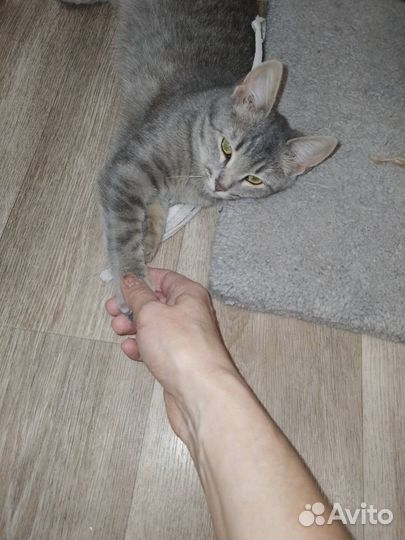 Котенок