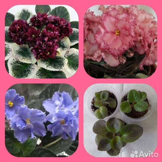 Сортовые фиалки (детки набором)