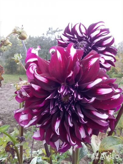 Георгины, Хоста