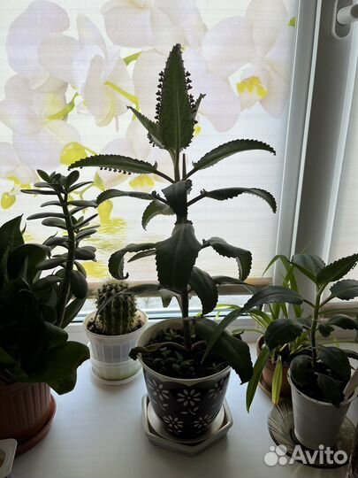 Каланхоэ лечебное
