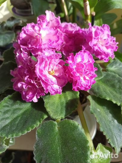 Фиалка сортовая см- Олеся