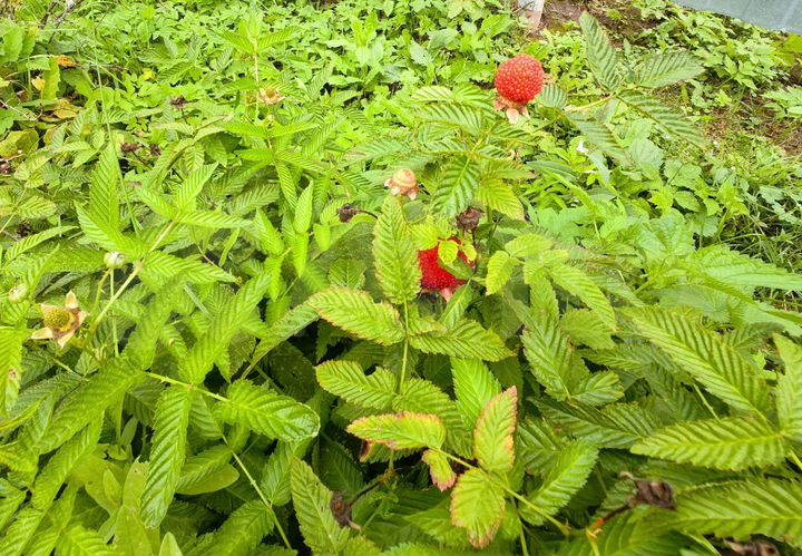 Дом 77,2 м² на участке 60 сот.