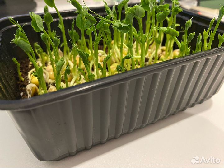 Микрозелень