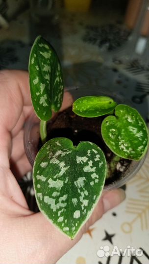 Сциндапсусы/эпипремнум набор