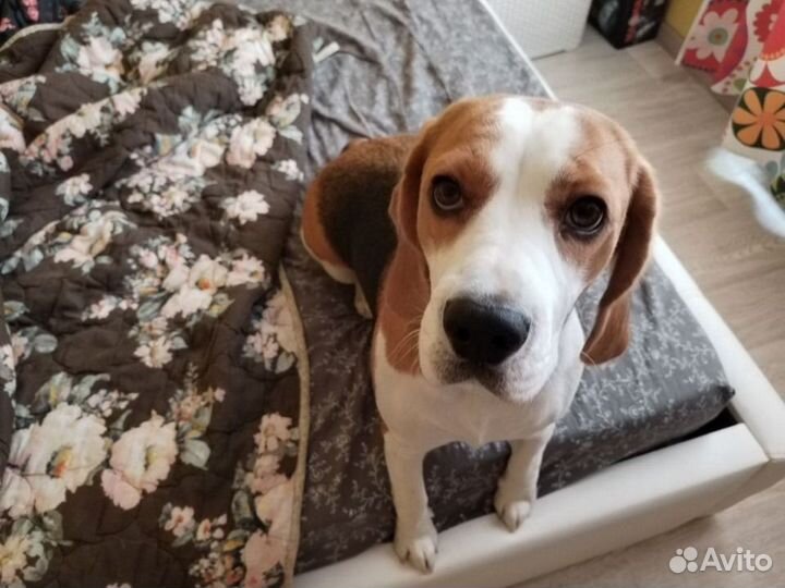 Выгульщик собак с 16