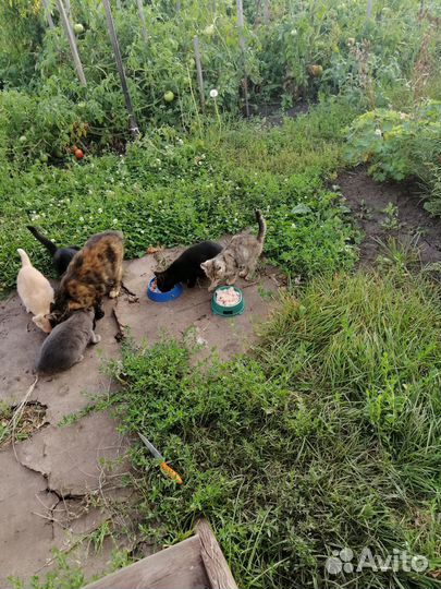 Котята ищут дом