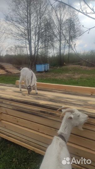 Комолая козочка