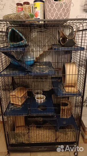 Белки чилийские - дегу