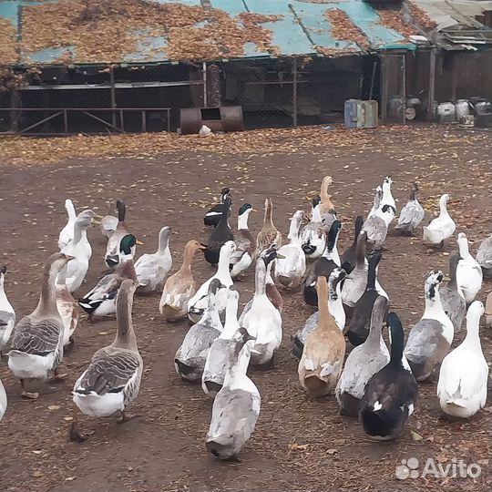 Утки и гуси домашние