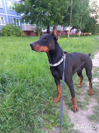 Собака доберман