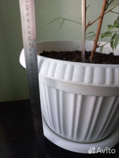 Фикус бенджамина пестролистный