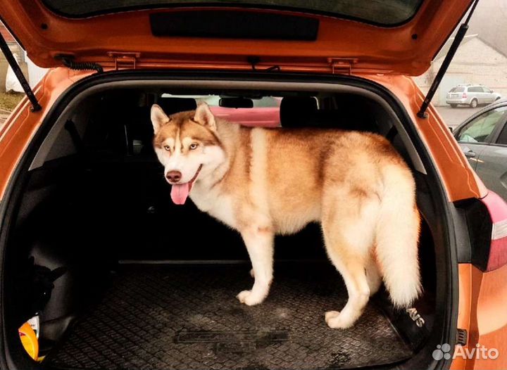 Кобель для вязки Сибирский Хаски