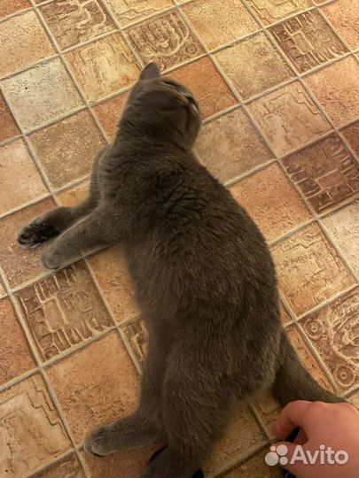 Молодая кошка