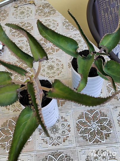 Алоэ и Каланхоэ