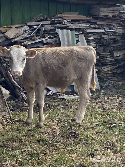 Телочка и бычек