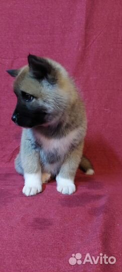 Щенки американской акиты