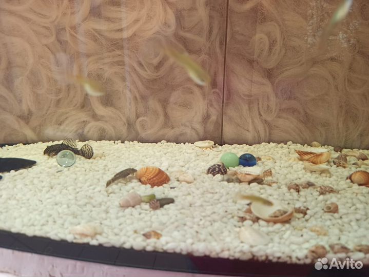 Аквариум 50 литров