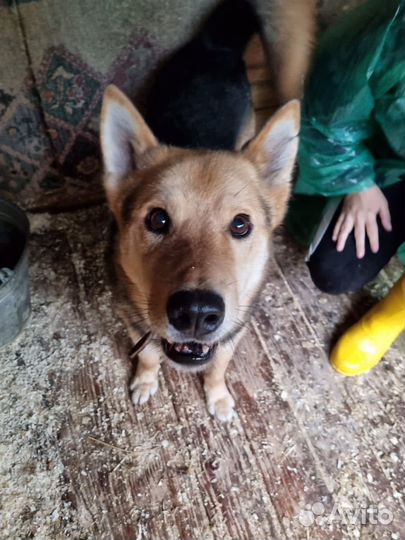 Пес Феникс из приюта ждет своего человека