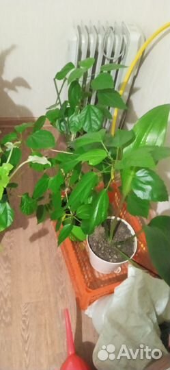 Комнатные цветы