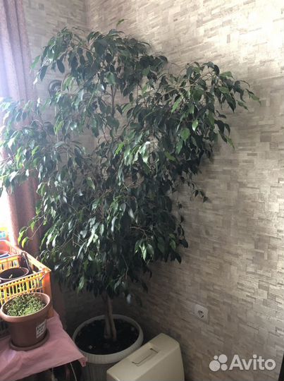 Фикус Бенджамина