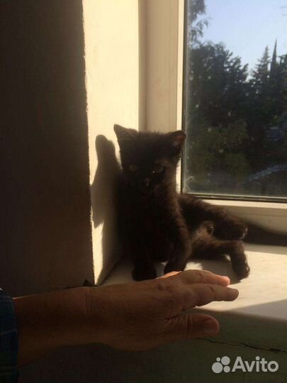 Котенок-мальчик 2мес