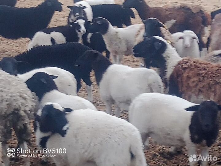 Дорпер на племя