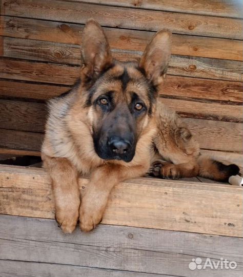 Немецкая овчарка кобель. вязка