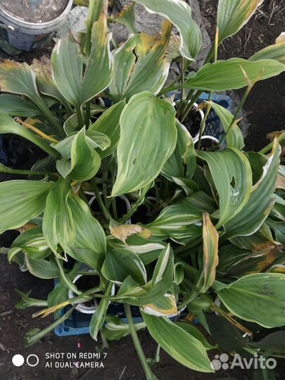 Саженцы клубники и хосты