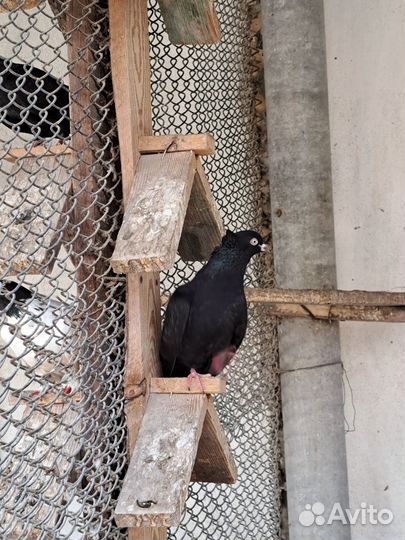 Продаются голуби