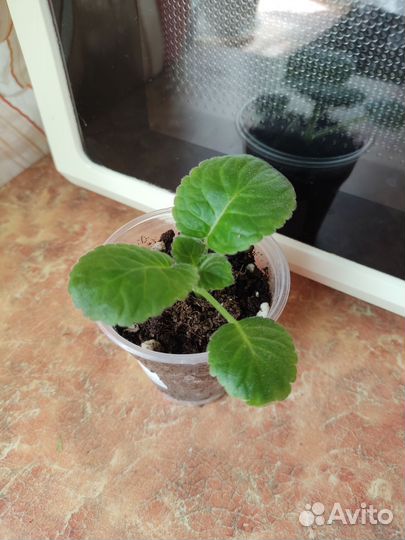 Сортовая, махровая глоксиния Е.Н Изящная