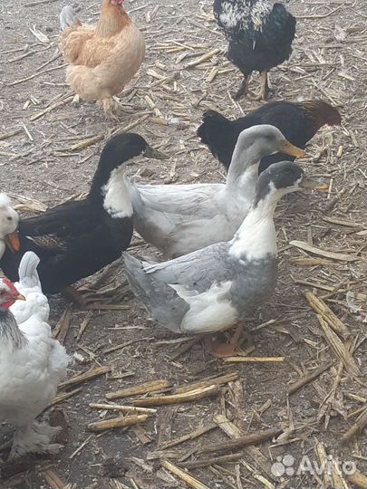 Голубой фаворит