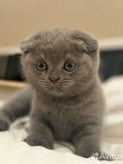 Шотландские вислоухие котята