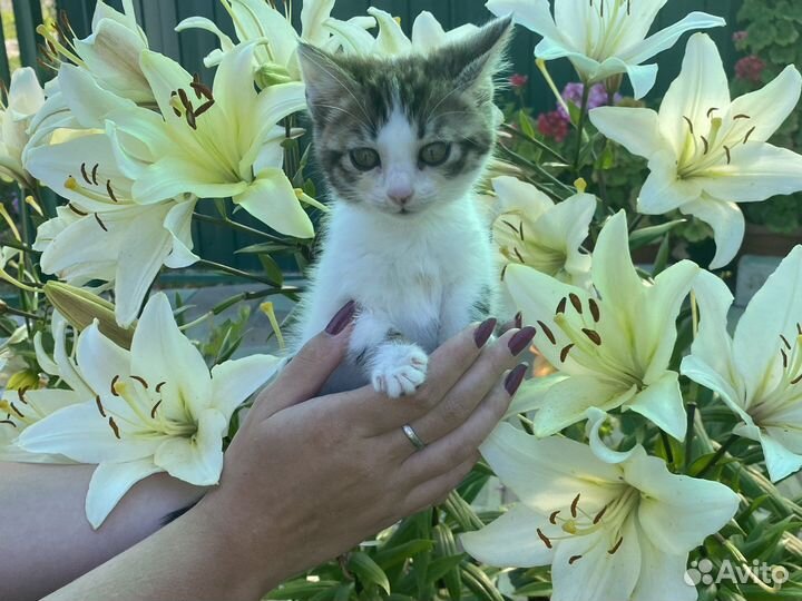 Котенок в добрые руки