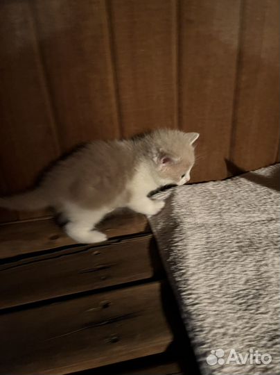 Котята отдам в добрые руки бесплатно