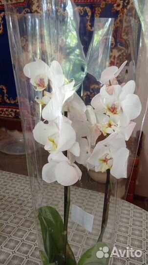 Орхидея