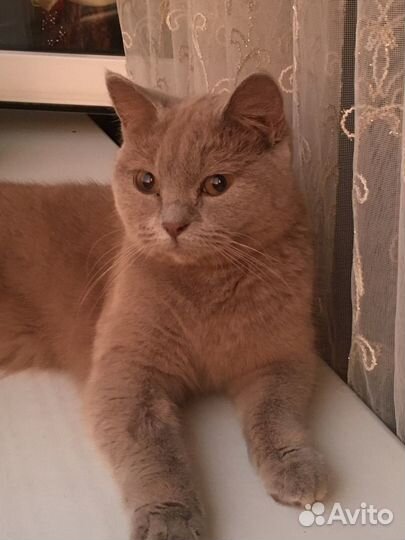 Британская