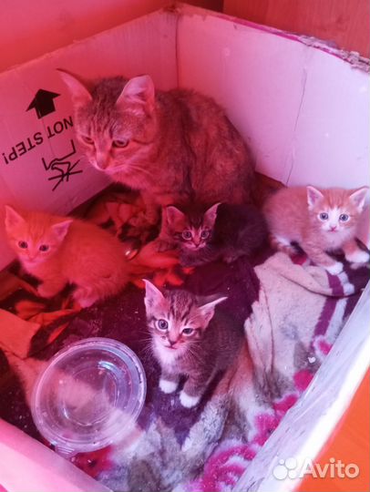 Отдам в добрые руки