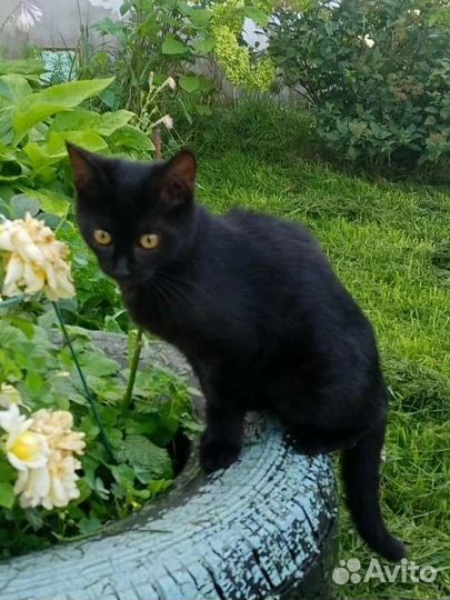 Котята (привиты, девочка стерилизована)