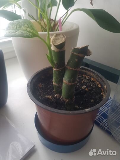 Диффенбахия