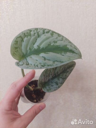 Сциндапсус Pictus Tribi