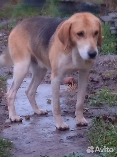 Русская борзая