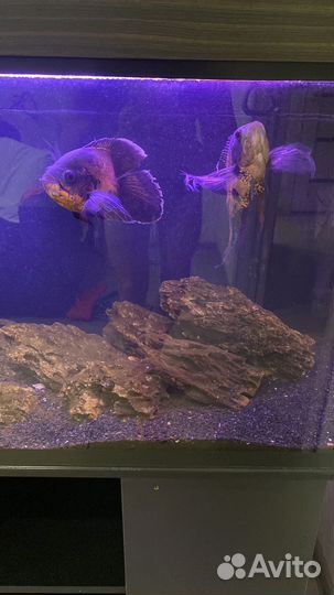 Аквариум