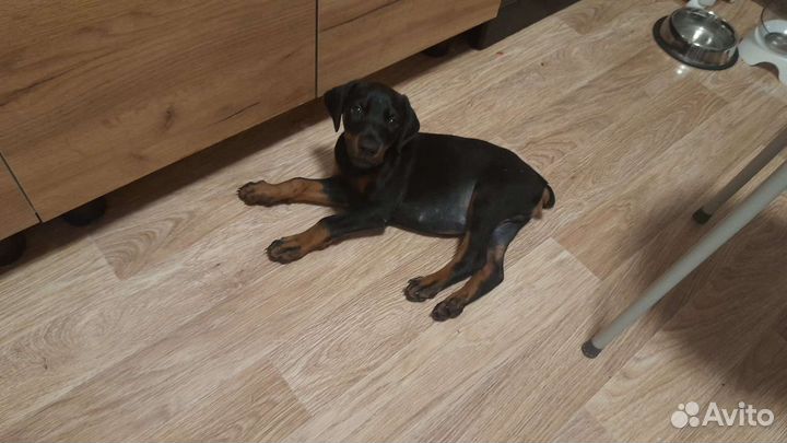 Щенки добермана мальчик