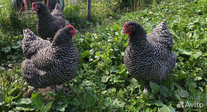 Ия Мехеленской кукушки