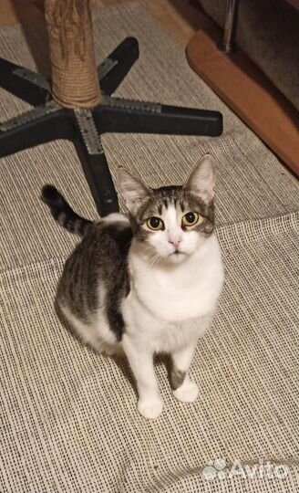 Кошка