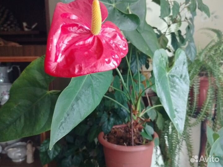 Антуриум Красный