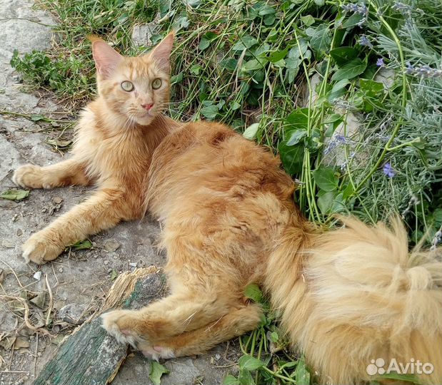 Котята мейн-кун рыжие