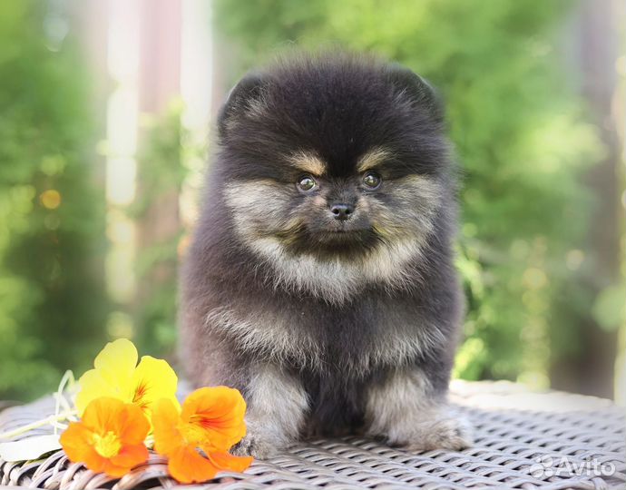 Померанский шпиц