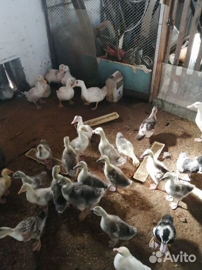 Комбикорм,травяная гранула,премикс и др